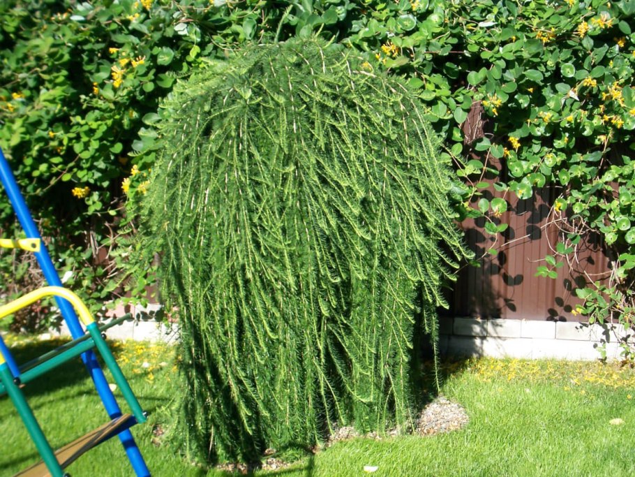 Лиственница Сибирская Larix sibirica