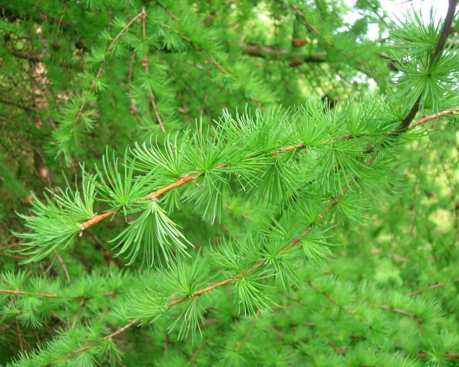 Лиственница европейская Пендула