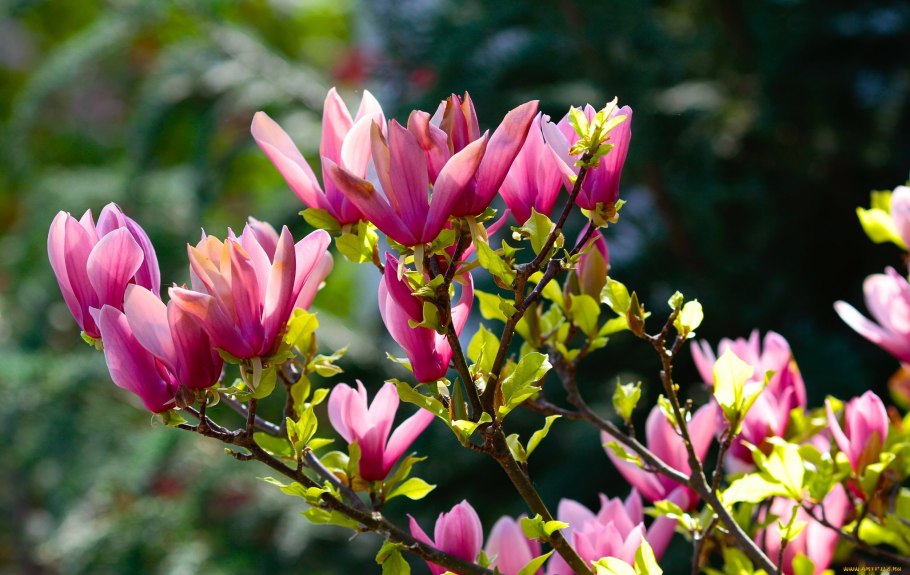 Магнолия грандифлора дерево