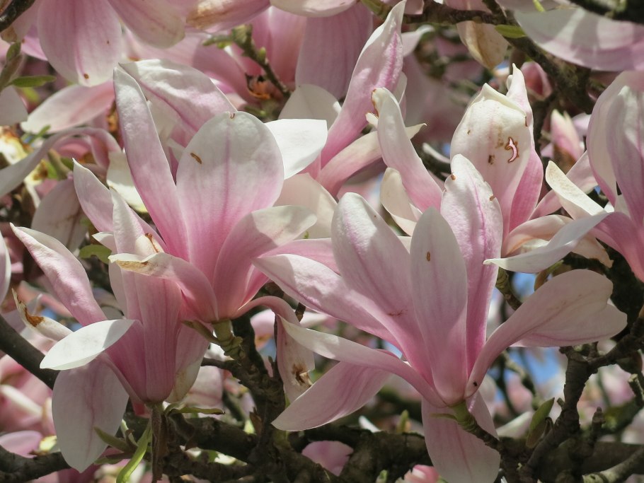 Магнолия
