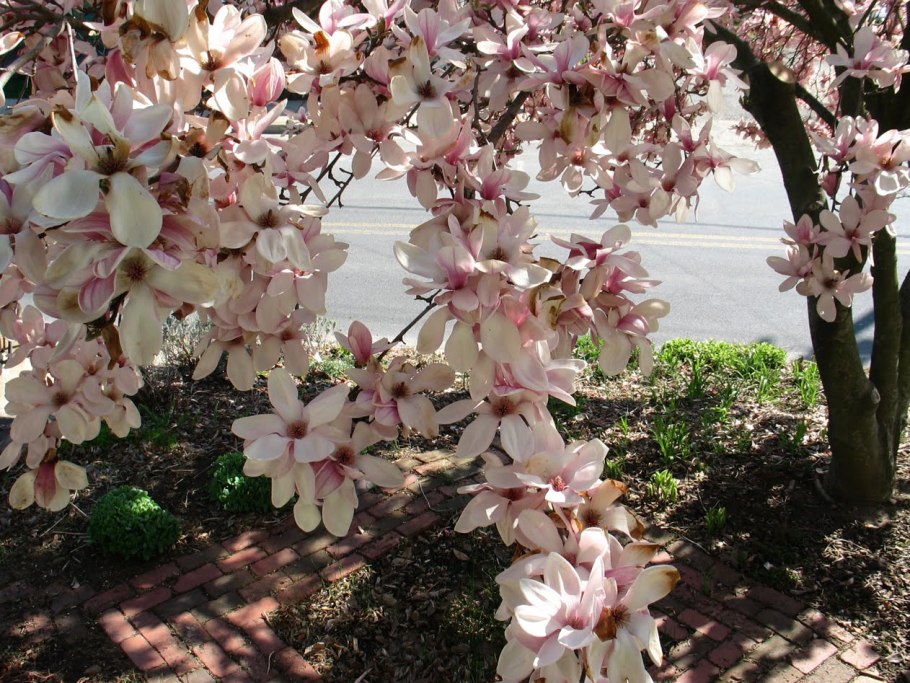 Магнолия дарахти