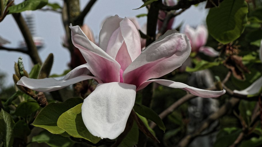 Магнолия гибридная Мэрилин