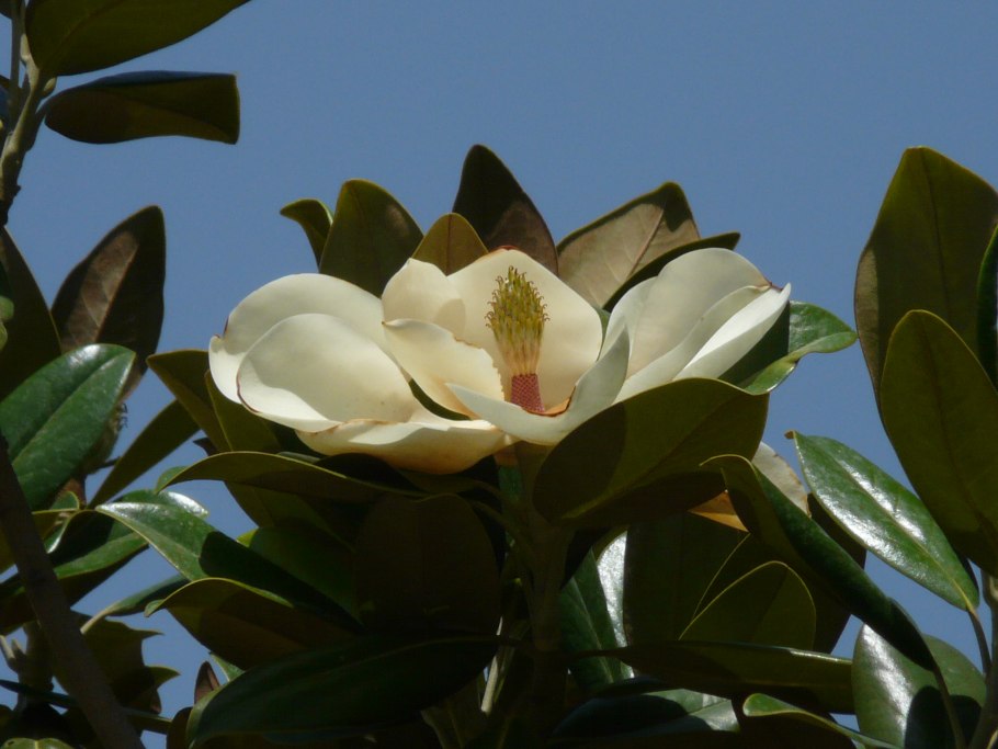 Магнолия трехлистная
