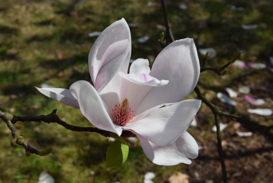 Магнолия Fairy Magnolia blush