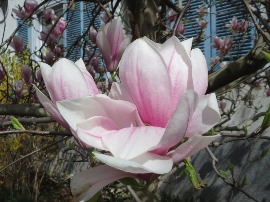 Цветы магнолии