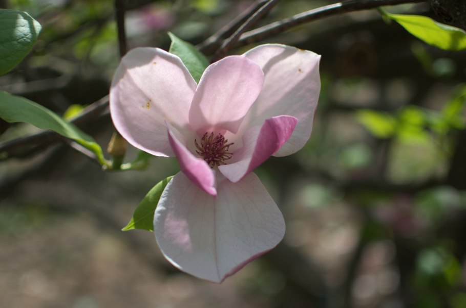 Магнолия сепия