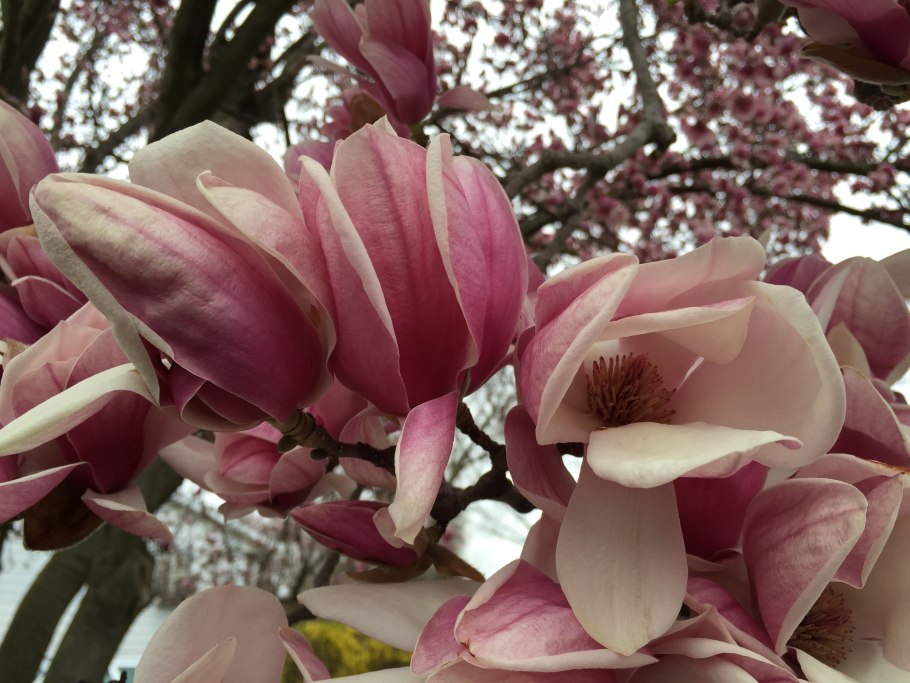 Магнолия Jane фото