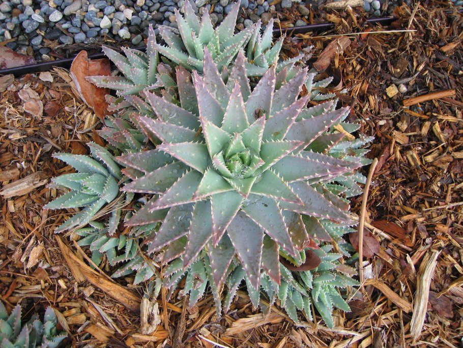 Алоэ Бревифолия коротколистное