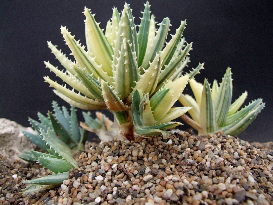 Алоэ Вариегата (Aloe variegata)