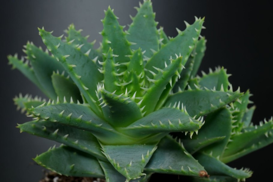 Алоэ Бревифолия