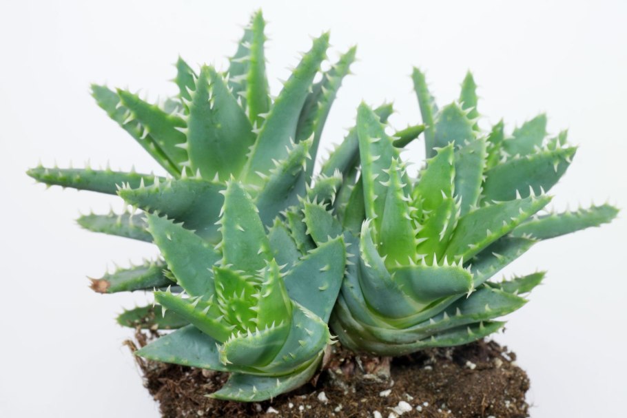 Алое Бревифолия