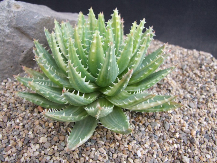 Алоэ ежовое Вариегата