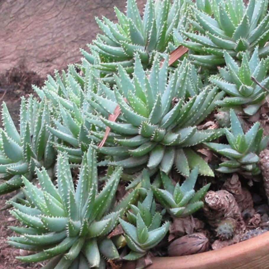 Алоэ коротколистное (a. brevifolia Mill