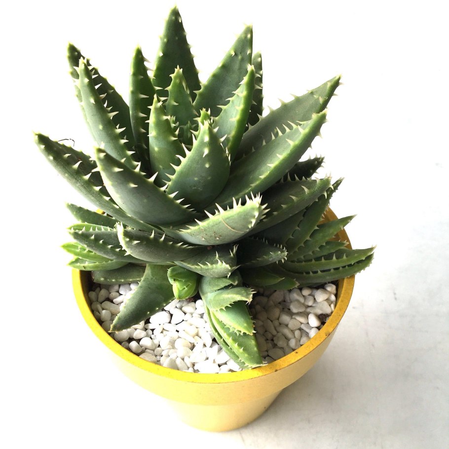 Алоэ коротколистное ( Aloe brevifolia)