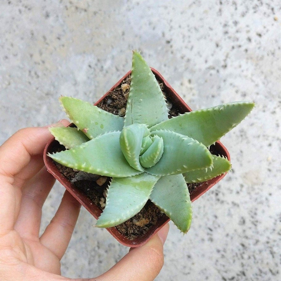 Алоэ Бревифолия коротколистное