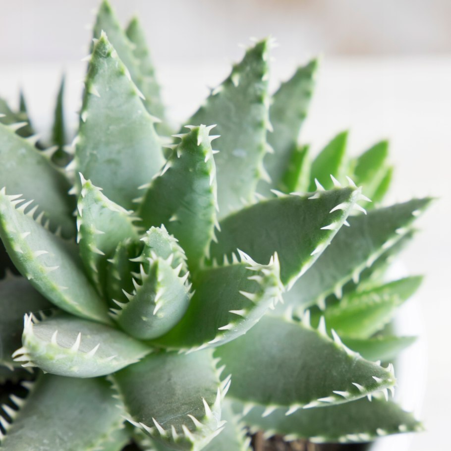 Алоэ Вера цветок домашний