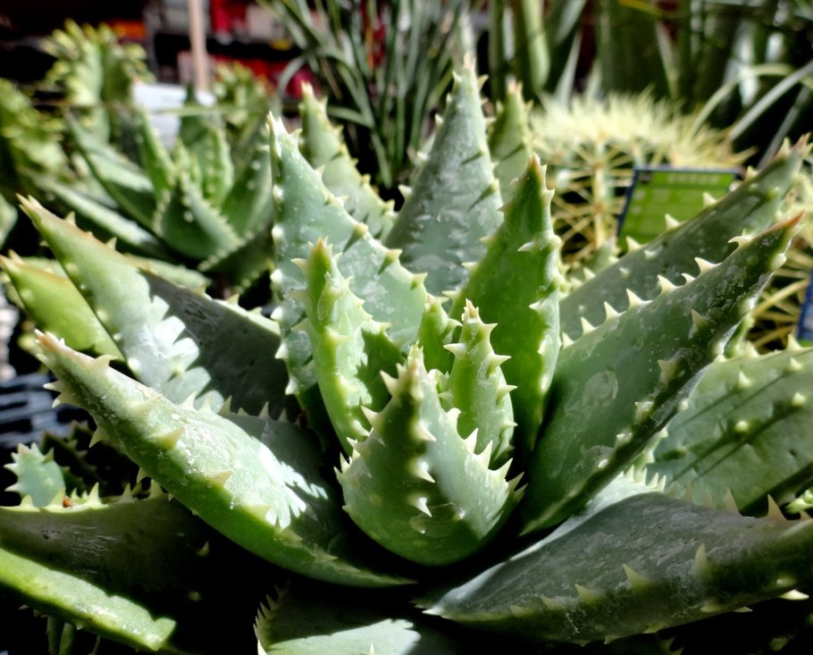 Алое Бревифолия