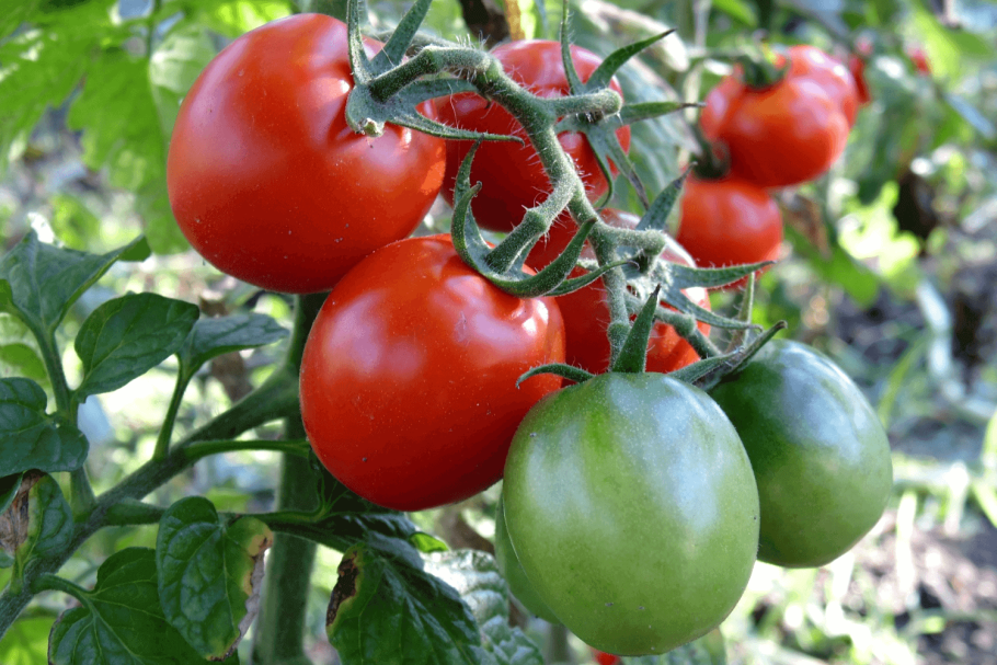 Томат сорта Морозко ф 1