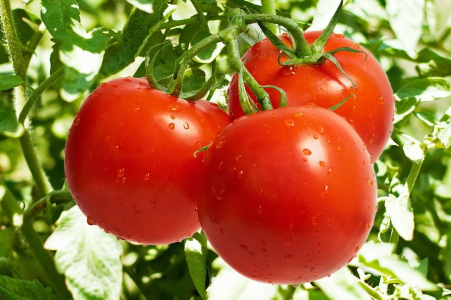 Томат Джемпакт Саката f1