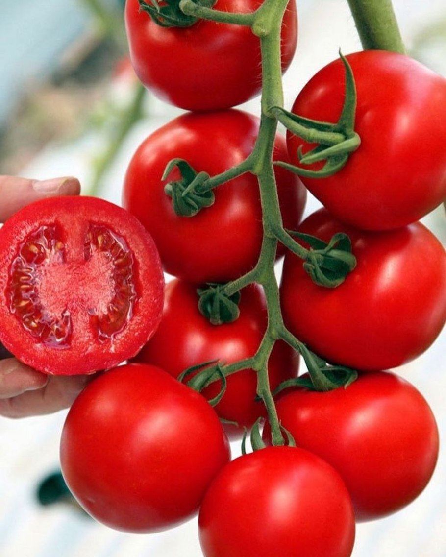 Томат интуиция Гавриш