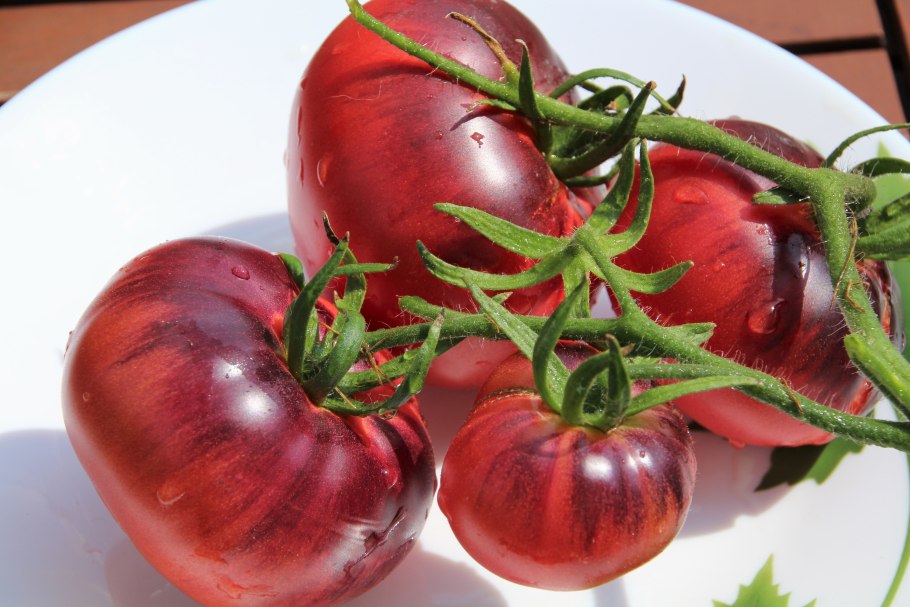 Эмма голубая томат