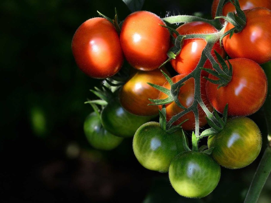 Томат Софико f1