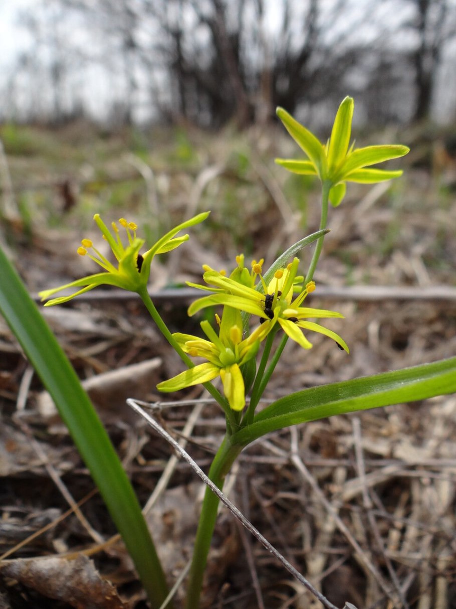 Птицемлечник или гусиный лук