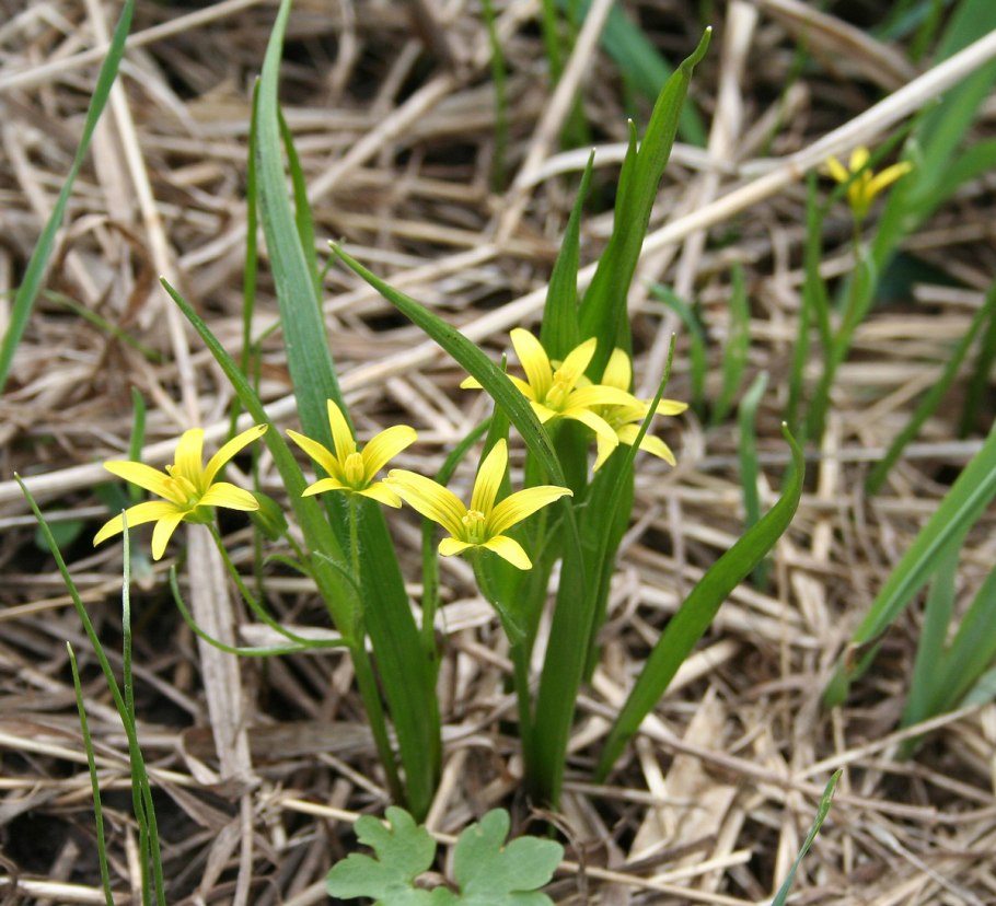 Гусиный лук Федченко