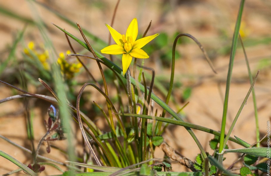 Gagea lutea гуси́ный лук жёлтый, или Га́гея жёлтая