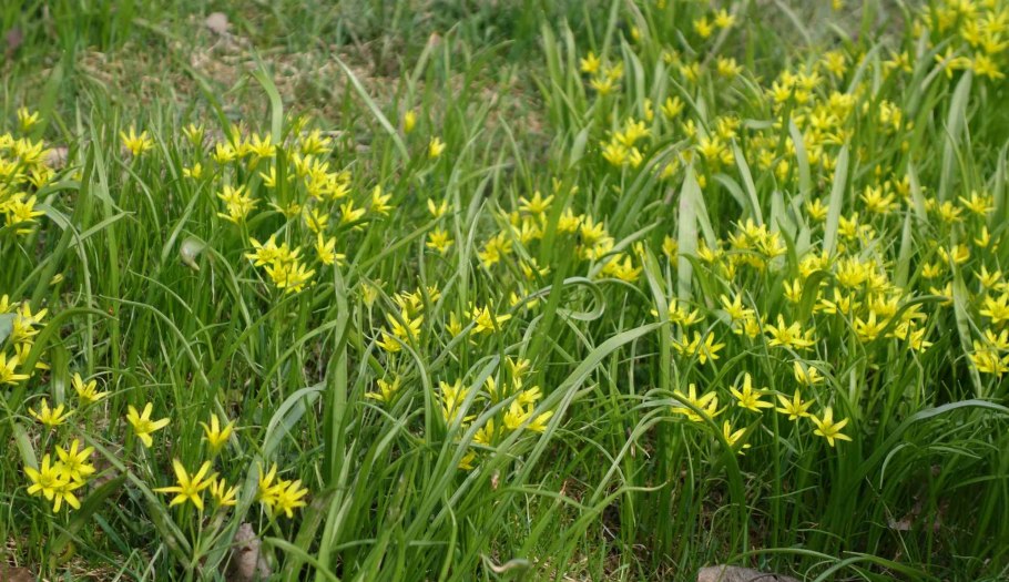 Гусинолук гиенский