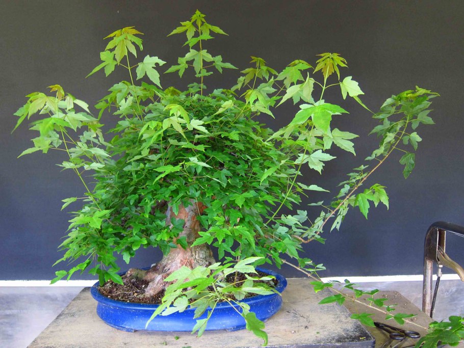 Клен трехраздельный