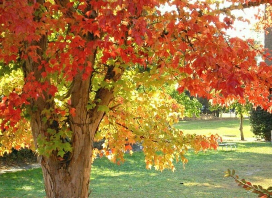 Оксидендрум древовидный