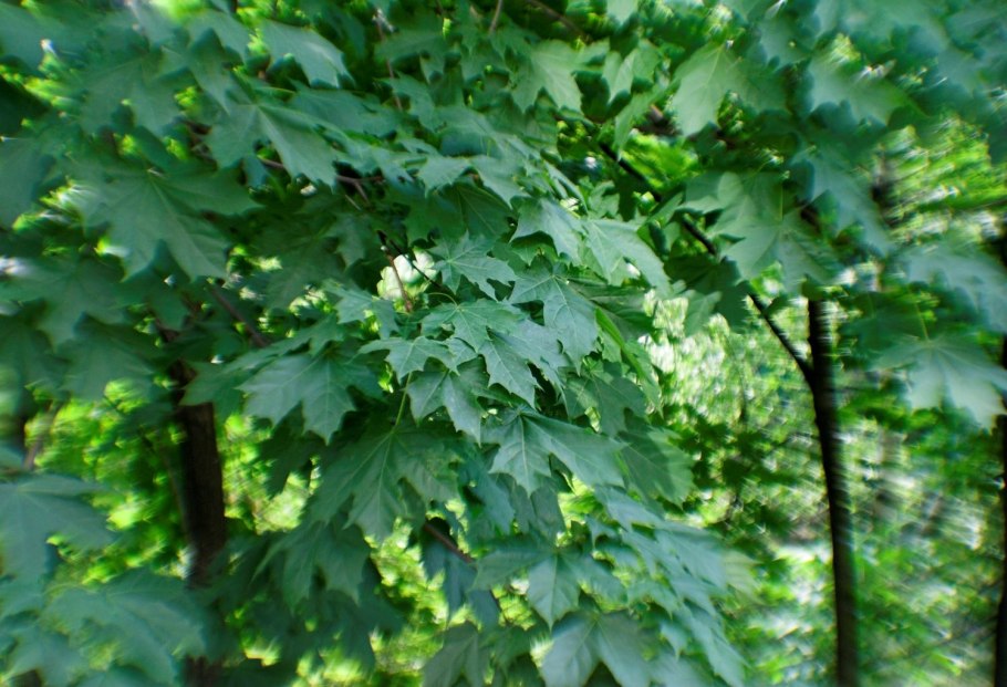 Клён трёхраздельный Бюргера