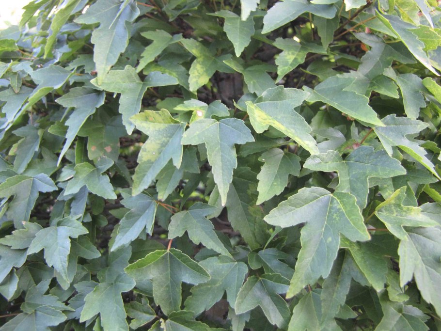 Клен buergerianum