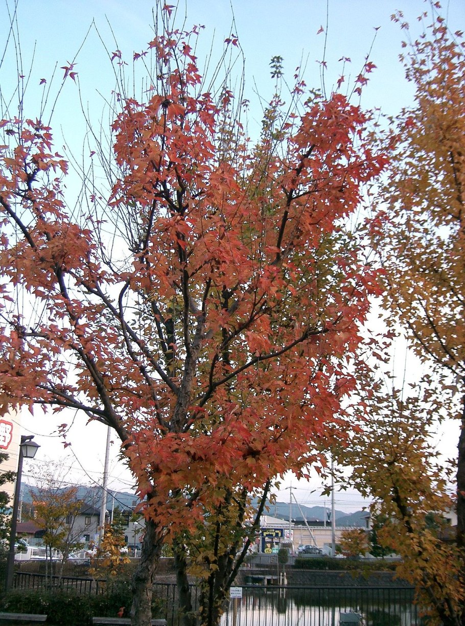 Клен buergerianum