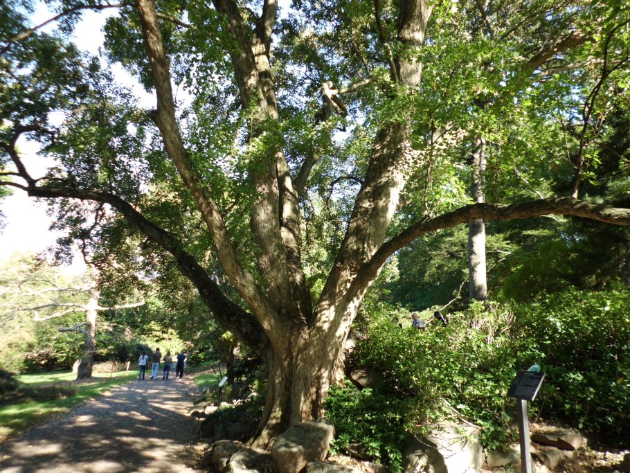 Клен трехраздельный