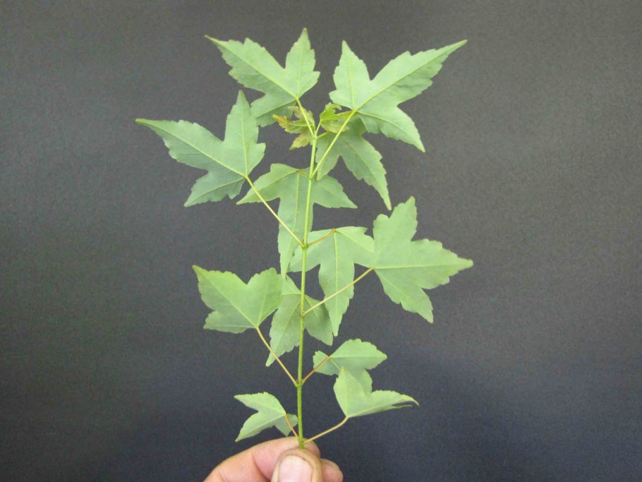 Клён Колосистый