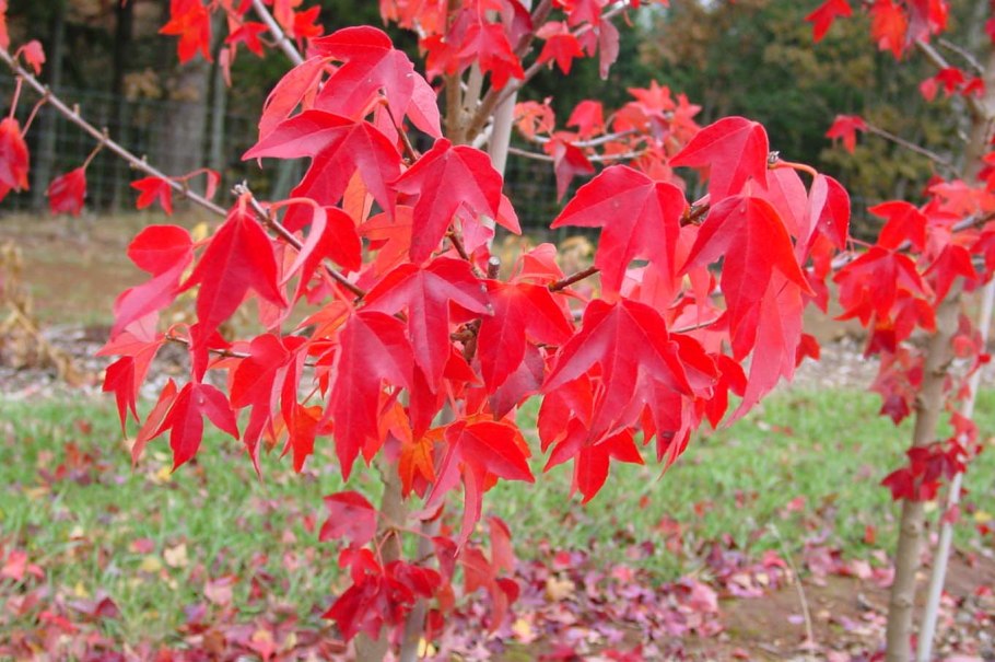 Клен японский побег