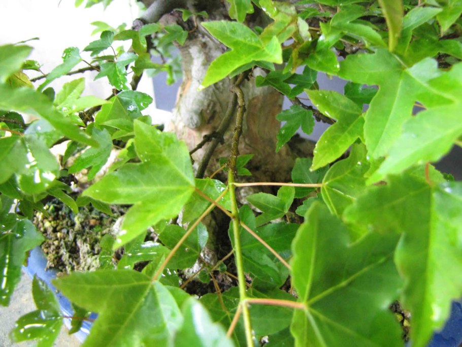 Клен трехраздельный фото