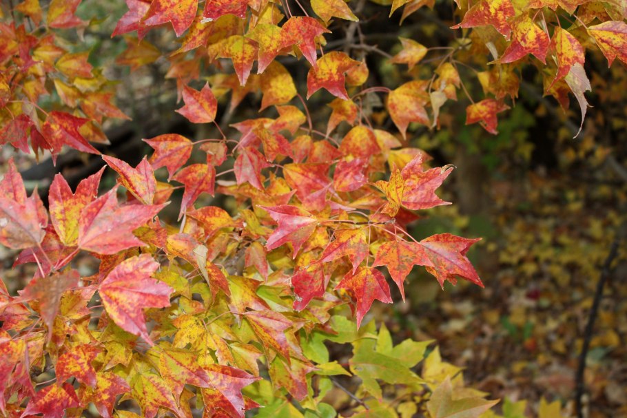 Клен buergerianum