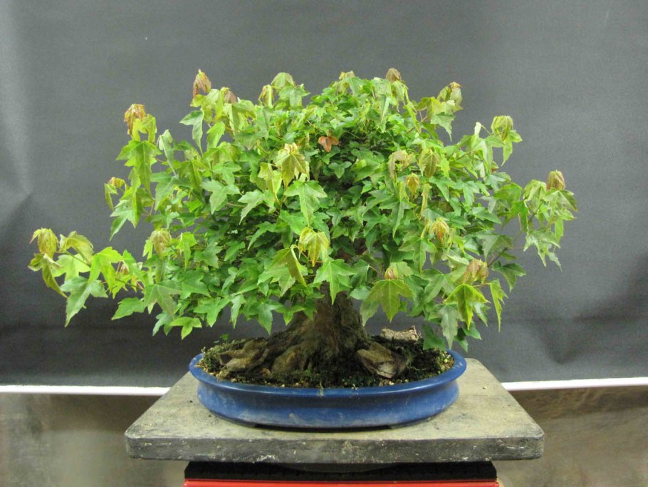 Клен трехраздельный