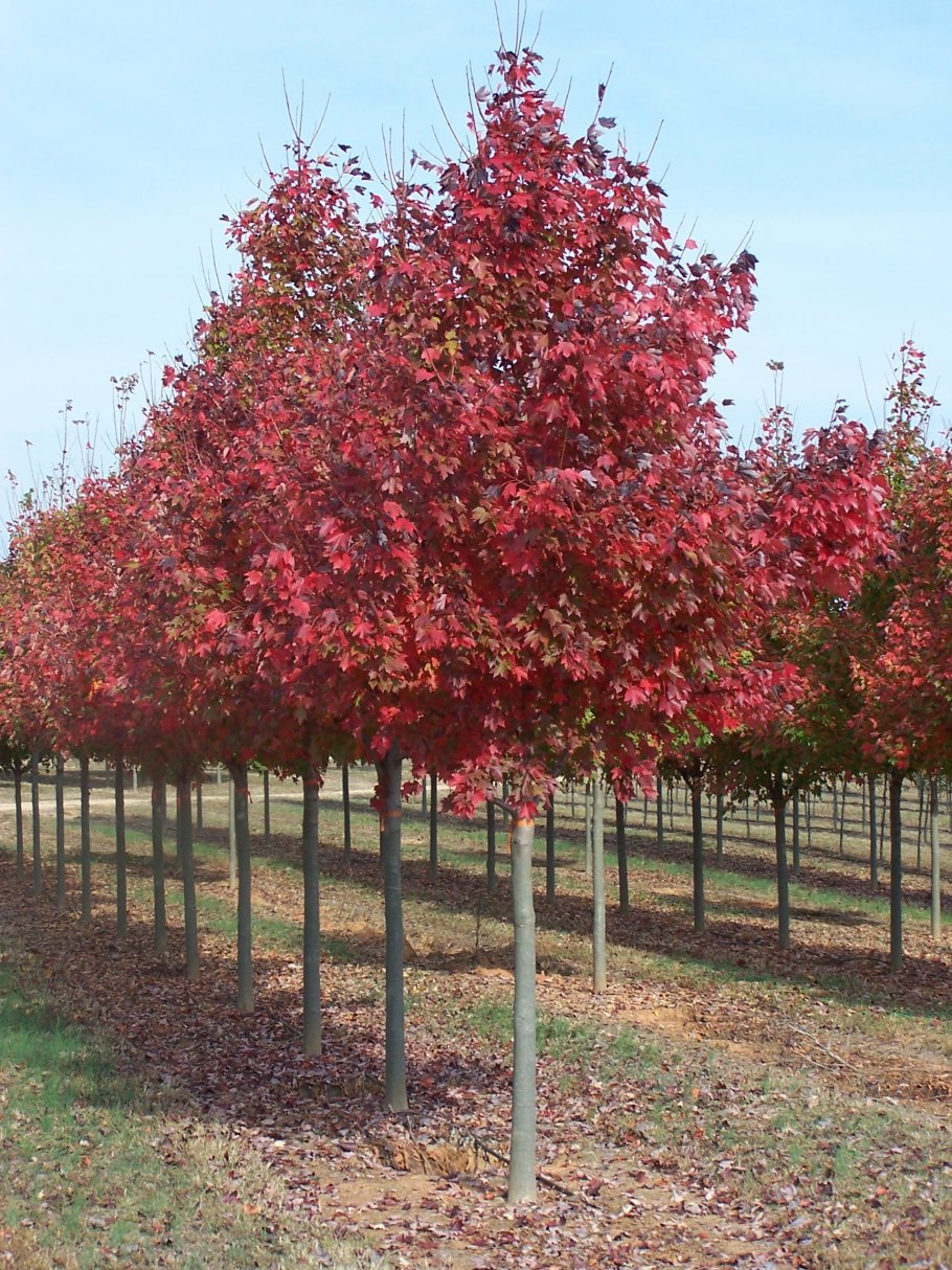 Клен трехпалый