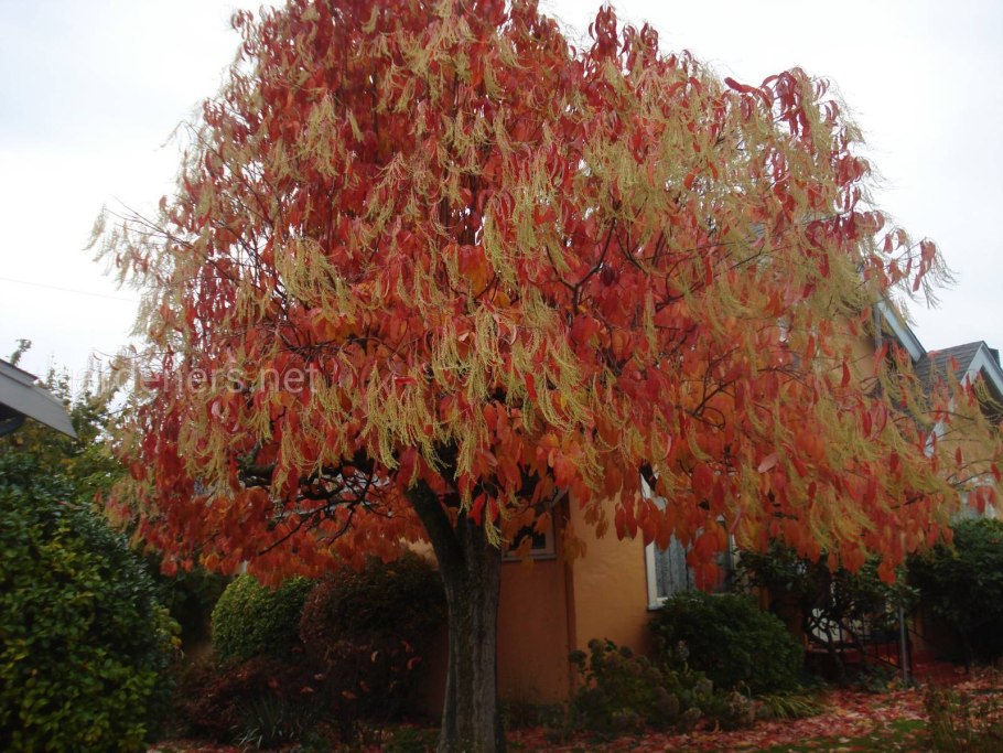 Клен монпелийский