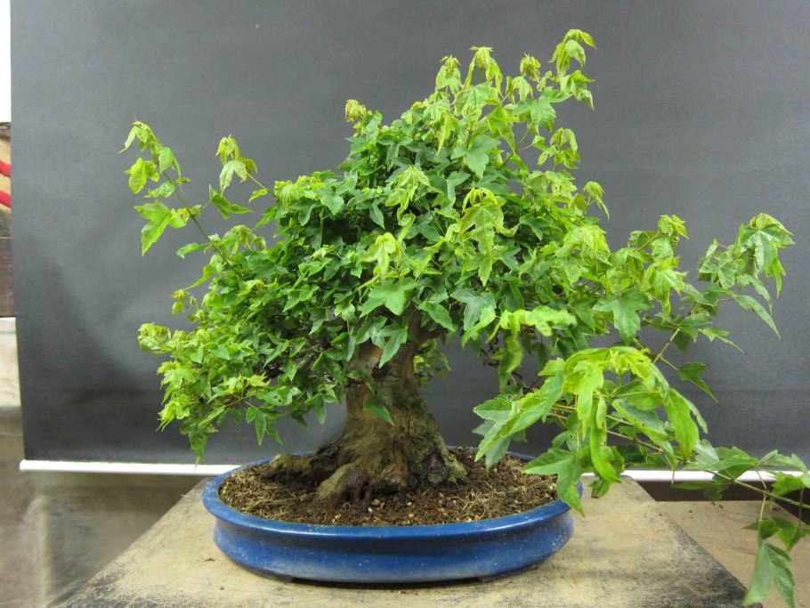 Клен серебристый Acer saccharinum