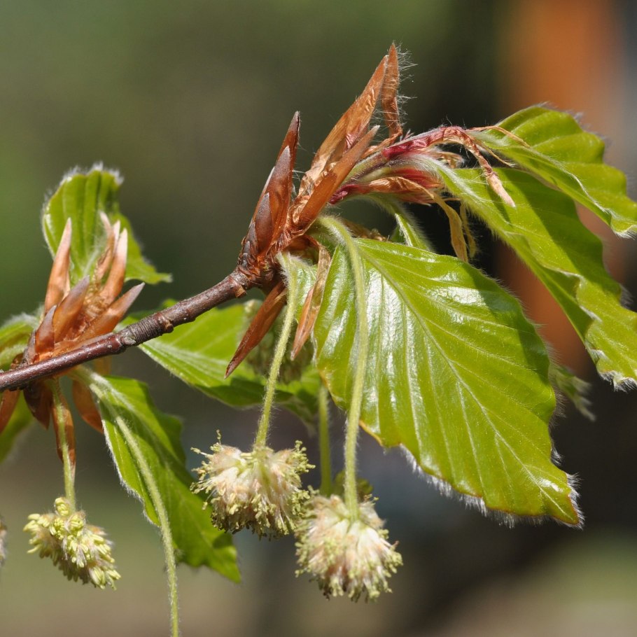Клён бургерианум бонсай