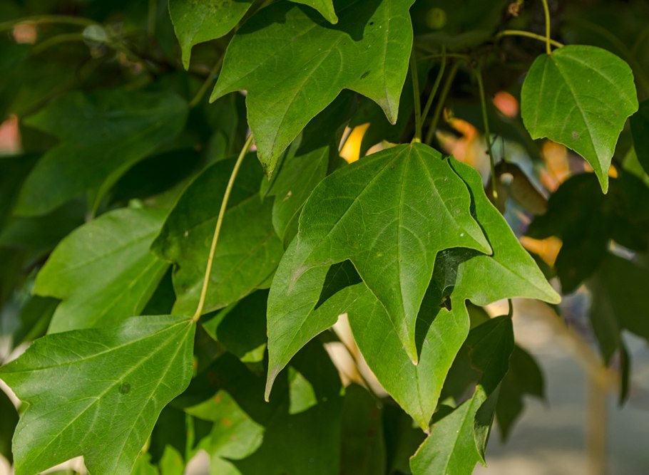 Клен трёхраздельный (buergerianum)