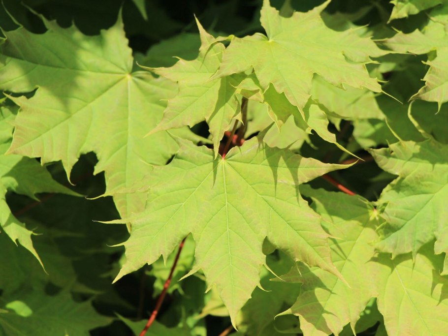 Клен остролистный платановидный семена