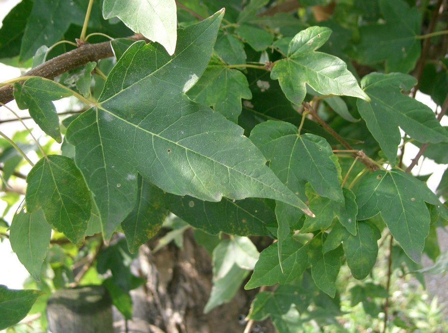 Acer рa1маtuм disseкtuм gaгпеt клён