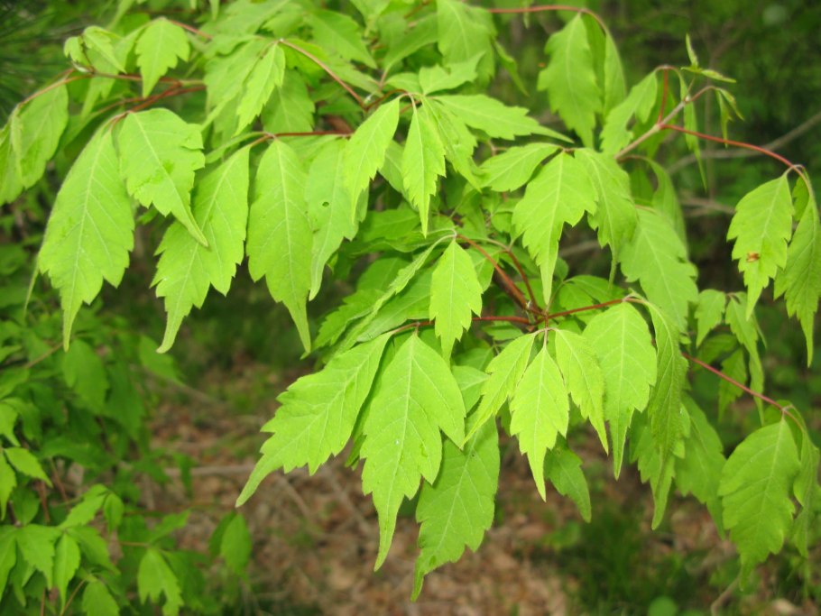 Клен остролистный (Acer platanoides)