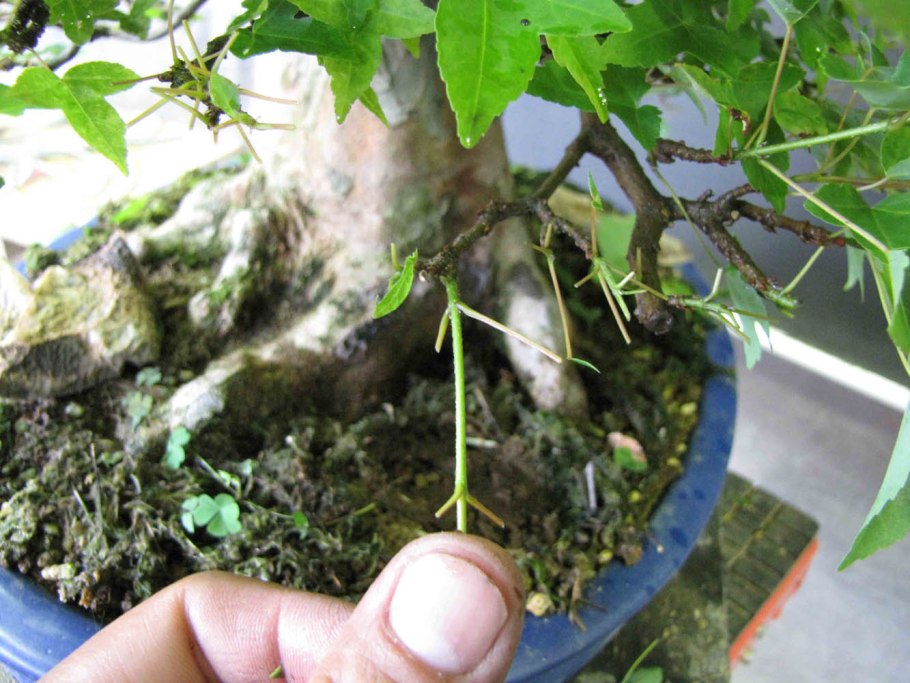 Семена канадского клена